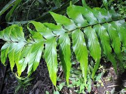 Image result for sleziník Asplenium