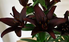 Choose your favorite black lily designs and purchase them as wall art, home decor, phone cases, tote bags, and more! Black Lillies Flowers For Sale Idioticfashion