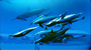 Si trova sulle isole fiji, anzi per l'esattezza oltre alle ville su spiaggia privata e alle palafitte sul mare, il poseidon undersea resort offre ai suoi clienti. The Underwater Hotel Poseidon Resort Fiji Islands