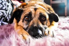 Maybe you would like to learn more about one of these? San Francisco Spca Veterinary Hospital Pacific Heights Campus 114 Photos 635 Reviews Veterinarians 2343 Fillmore St San Francisco Ca Phone Number