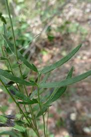 Image result for Mohria lepigera