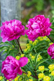 Check spelling or type a new query. 10 Beautiful Pink Flowers For Your Summer Garden The Middle Sized Garden Gardening Blog