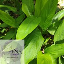 Image result for Maranta arundinacea