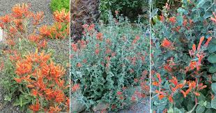Image result for Dicliptera capitata