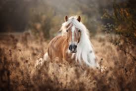 Die schönen und warmen tage des sommers sind vorbei. Pferdeshooting Fotografie Selina Grass