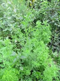 Image result for Dewildemania filifolia