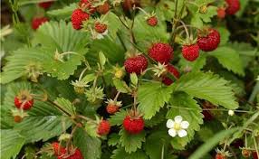 Forest Wild Strawberry Seeds Fragaria Vesca L Rugen Etsy In 2020 Strawberry Plants Strawberry Leaves Wild Strawberries