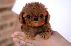 Really Really This Animal Exists There Is Hope For The Universe Cute Animals Fluffy Animals Cute Baby Animals