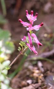 Image result for Fumariaceae