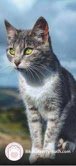 Cat Wallpapers For Phone 2021 I Like Cats Very Much In 2021 Cat Wallpaper Cats Cute Cat Wallpaper