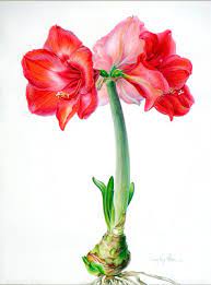 Graham Arader Offering Of The Day A Beautiful Rendition Of An Amaryllis Flower By The Only Living Artist In Flower Art Botanical Drawings Amaryllis Painting