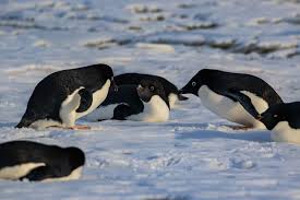 Check spelling or type a new query. Otl33 19 Trip Log Antarctic Peninsula Polar Circle Deep South Discovery And Whale Watching Voyage