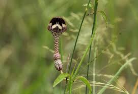 Image result for Ceropegia nilotica