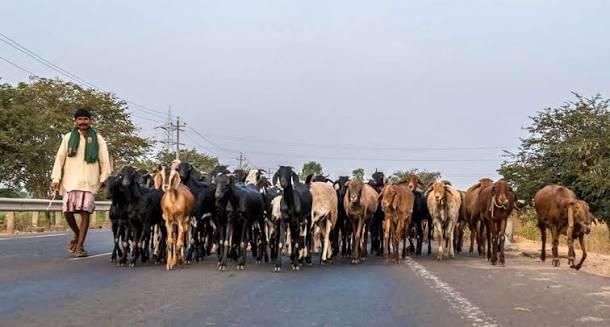 Kuruba shepherds lose their security blanket - Vikalp Sangam