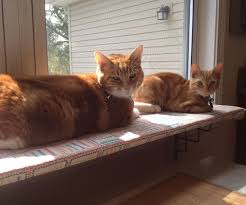 Easy Window Shelf For Cats And Other Light Uses Like A Garden Window Shelves Cat Shelves Cats