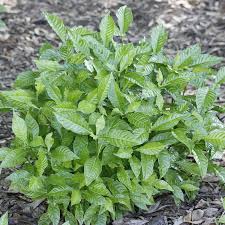 Image result for Psychotria succulenta