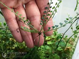 Image result for Asplenium smedsii