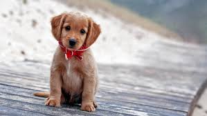 Free shipping on everything* at find the latest laptops from the best brands at overstock your online laptops & accessories store! Cute Wallpapers For Laptop Wallpapers Free Cute Wallpapers For Laptop Wallpaper Download Wallpapertip