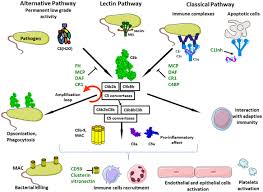 Image result for Complement Pathway