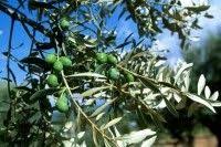 Bonjour j'ai planté un olivier dans mon jardin depuis quelque semaine j'ai constaté qu'il y a des branches qui ont poussé le long du tronc pouvez vous m'aidé sur comment et à quel moment tailler un olivier. 14 Idees De Taille Olivier Taille Olivier Olivier Taille Arbre Fruitier