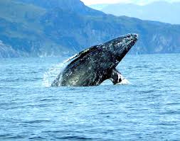 Image result for Warneckea walikalensis