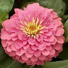 Park seed dreamland pink hybrid zinnia seeds $6.99. Dreamland Mix Hybrid Zinnia Seeds Ne Seed