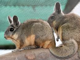Image result for viscacha