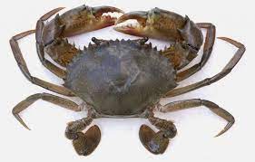 #9 ketam nipah masak black pepper. Kenali Ketam Nipah Umpan