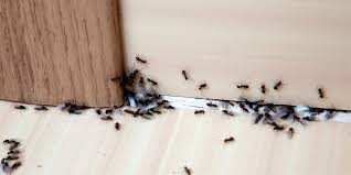 Por favor difúndalo si es así… Como Eliminar Las Hormigas De Tu Casa Si Te Han Invadido
