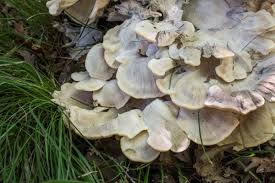 Laetiporus is a genus of edible mushrooms found throughout much of the world. The Black Staining Polypore Meripilus Sumtinei