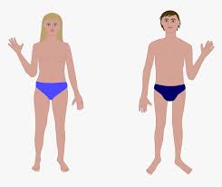 Try our two games about parts of the body. Human Body Man And Woman Human Body Parts Without Name Hd Png Download Kindpng