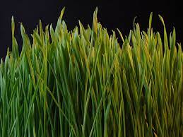 Khatun (woman in urdu) just means lady in turkish. Grass Urdu Meaning Of Grass