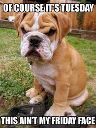 We did not find results for: Ofcourse Its Tuesday Quotes Quote Dog Days Of The Week Tuesday Tuesday Quotes Funny Animals Tuesday Quotes Funny Funny Animals Funny Animal Pictures