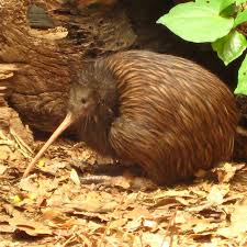 Our National Bird Our National Bird Auckland New Zealand Travel