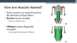 Most sources state that there are over 650 named skeletal muscles in the human body, although some figures go up to as many as 840. Muscular System Ppt Download