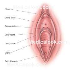 Anatomy diagram clitoris . Porn galleries. Comments: 5