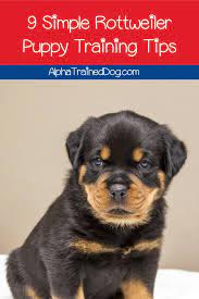 Once you take your puppy home at eight weeks old you will encounter different puppy life stages as your puppy matures. 9 Mind Blowing Tips On Rottweiler Puppy Training Alpha Trained Dog