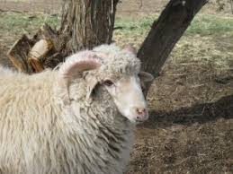 Navajo-Churro Sheep Ram Photos