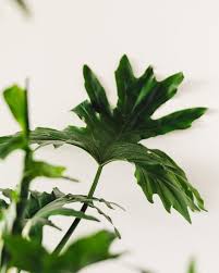 Image result for Thaumatophyllum bipinnatifidum