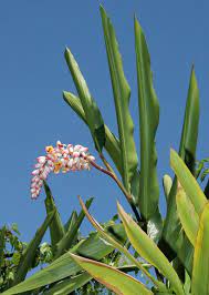 Pin On Tropical Garden
