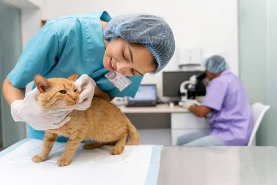 Hospital veterin&aacute;rio em Po&aacute;