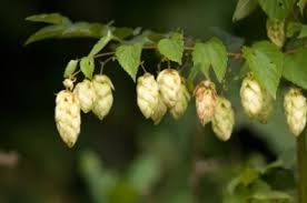 Brewing Hops Storage Preserving Precious Hops Home