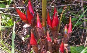 Image result for Sebaea brachyphylla