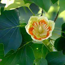 Cut short to promote branching and growth. Tulip Poplar Tree Liriodendron Tulipifera 1 2 Year Old Plant Bonsai Pruned Stubby