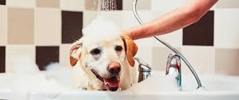 4 grooming gifts any guy will love (ft. Why Dog Grooming At Home Is Important