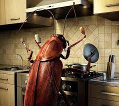 A passionate advocate for the environment, it is the company's mission to manage pests without causing damage to the ecosystem. Alpha Ecological Pest Control Services In Nairobi Linkedin