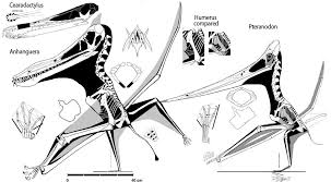 Anurognathus was first named and described by ludwig döderlein in 1923. Cearadactylus And The Importance Of Adding Taxa To Family Trees The Pterosaur Heresies