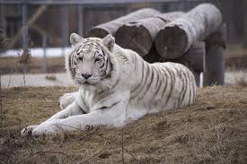 Many people love the beautiful white tiger, but believe it or not, this is an inbred animal and not subspecies of tiger at all. The Wildcat Sanctuary Speaks Out Against Barbaric White Tiger Breeding