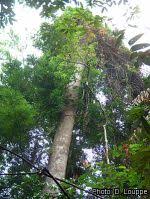 Image result for Lovoa swynnertonii