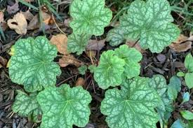 Image result for heuchera americana